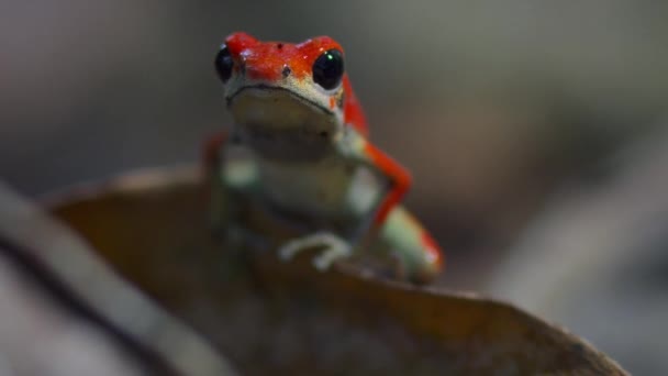 Erdbeergift Roter Pfeilfrosch Wald Insel Bocas Del Toro Panama Menschen — Stockvideo