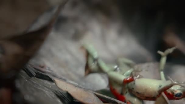 Two Male Strawberry Poison Red Dart Frogs Face Face Fighting — Stock Video