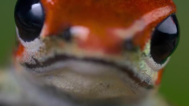 森の中でイチゴ毒赤いダーツカエル ボカス トロ島 パナマ 人々は ブローダーツや矢印毒のためのカエルの毒を使用します — ストック動画