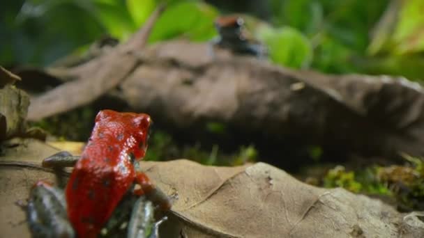 Twee Mannelijke Aardbeien Vergiftigen Rode Dart Kikkers Oog Oog Vechten — Stockvideo