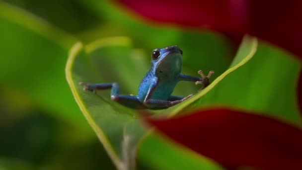 Drobné Otrávené Modré Žáby Lese Ostrov Bocas Del Toro Panama — Stock video