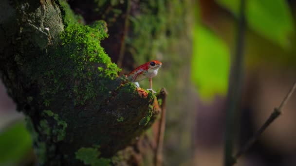 Jordgubbsgift Röd Pil Groda Skogen Bocas Del Toro Panama Folk — Stockvideo