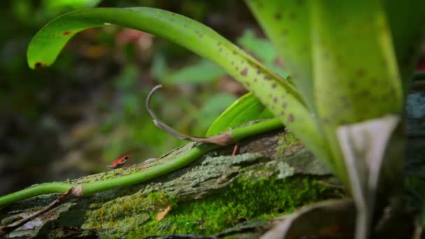 Erdbeergift Roter Pfeilfrosch Wald Insel Bocas Del Toro Panama Menschen — Stockvideo