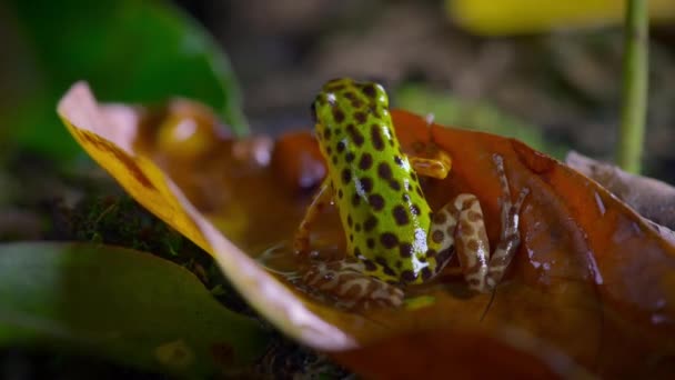 森の中の緑と黒の毒ダーツカエル ボカス トロ島 パナマ 人々は ブローダーツや矢印毒のためのカエルの毒を使用します — ストック動画