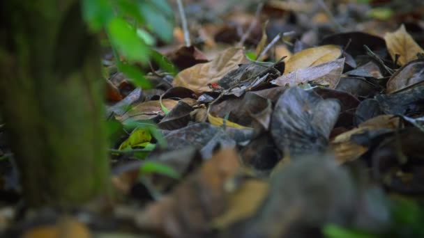 Sapo Dardo Vermelho Venenoso Morango Floresta Ilha Bocas Del Toro — Vídeo de Stock