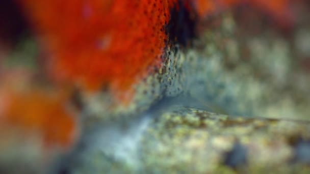 巴拿马Bocas Del Toro岛草莓毒液红色飞镖蛙的皮肤闭合 — 图库视频影像