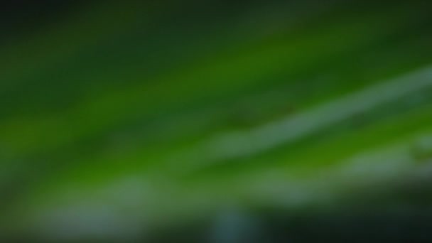 Güzel Yeşil Kertenkele Gözlerini Kapat Ormanda Yaprak Sakla Bocas Del — Stok video