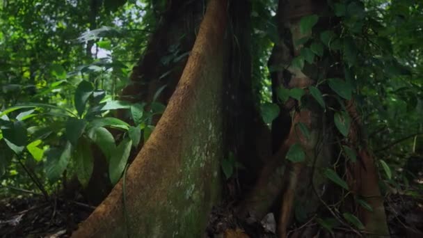 パナマボカス トロ島の鬱蒼とした熱帯雨林の眺め — ストック動画