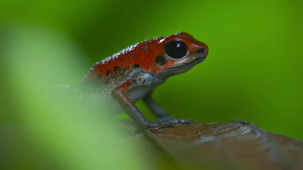 Στρόμπερι Δηλητήριο Κόκκινο Βέλος Βάτραχος Στο Δάσος Bocas Del Toro — Αρχείο Βίντεο