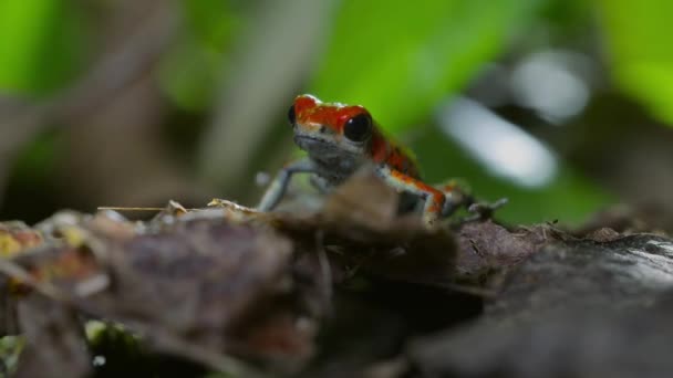 Sapo Dardo Vermelho Venenoso Morango Floresta Ilha Bocas Del Toro — Vídeo de Stock