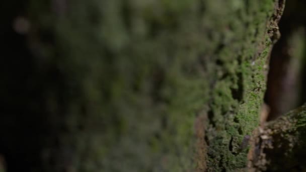 Клубничная Ядовитая Красная Дротиковая Лягушка Лесу Остров Бокас Дель Торо — стоковое видео