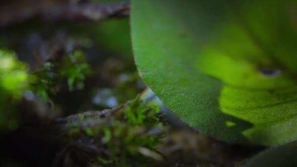 Στρόμπερι Δηλητήριο Κόκκινο Βέλος Βάτραχος Στο Δάσος Bocas Del Toro — Αρχείο Βίντεο