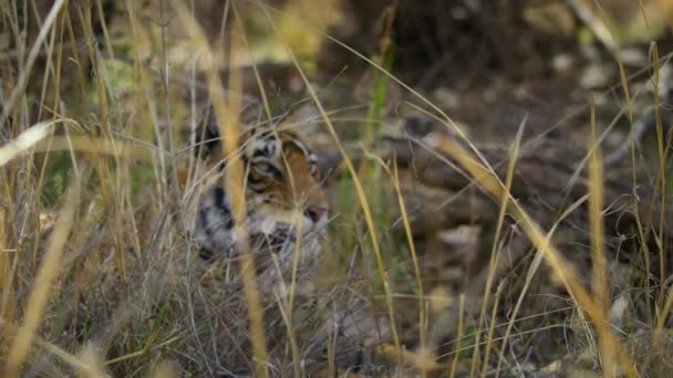 Detailní Záběr Královského Bengálského Tygra Jeho Přírodním Prostředí Lese Střední — Stock video