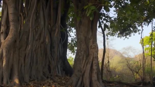 Orta Hindistan Daki Ormanların Güzel Manzarası — Stok video