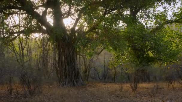 Belle Vue Sur Les Forêts Centre Inde — Video