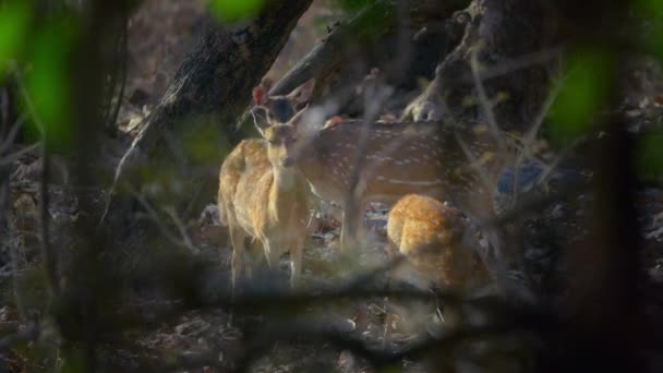 インド中央部の森で 天然の緑の背景に鹿やチタン鹿の放牧を発見 — ストック動画