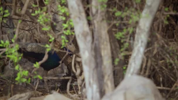 南インドの野生のサファリを歩くインドの青い孔雀のショットを閉じます — ストック動画