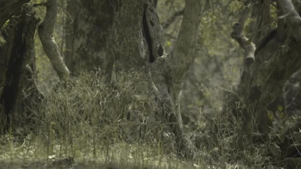 中央インドの森の中でカモフラージュされたベンガルタイガーの遅い動きを閉じる — ストック動画