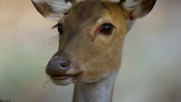 Cervo Maculato Cervo Chital Pascolo Sfondo Verde Naturale Nella Foresta — Video Stock