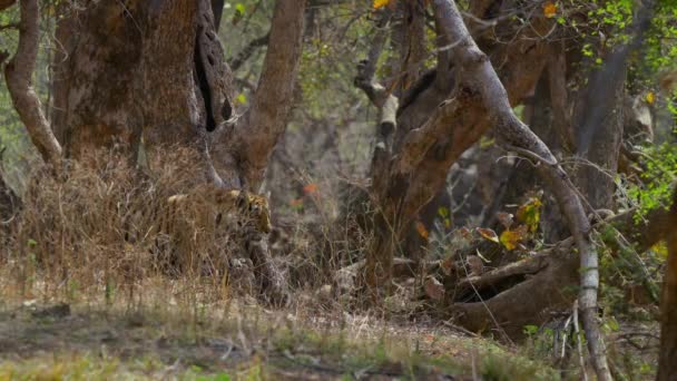Nahaufnahme Eines Königlichen Bengalischen Tigers Seinem Natürlichen Lebensraum Wald Zentralindiens — Stockvideo