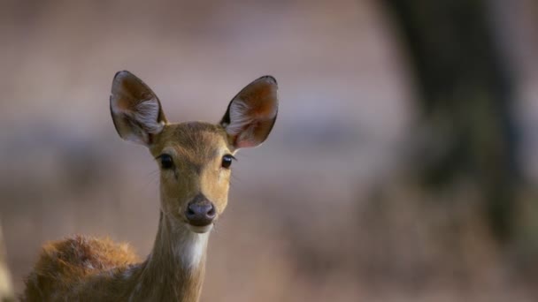 Ciervo Manchado Ciervo Chital Pastando Fondo Verde Natural Bosque Del — Vídeo de stock