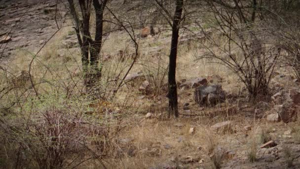 Mouvement Lent Tigre Camouflé Bengale Gros Plan Dans Forêt Centre — Video