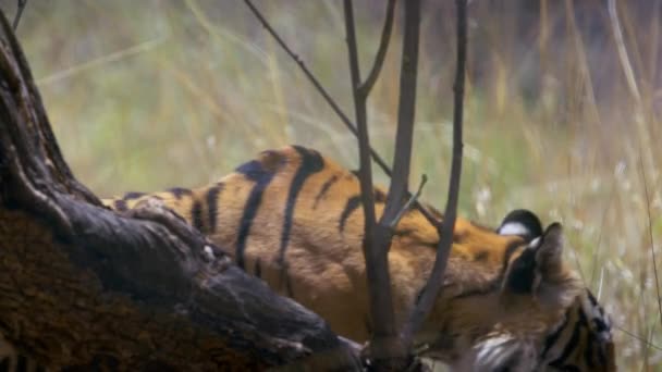 Närbild Kunglig Bengalisk Tiger Sin Naturliga Miljö Skogen Centrala Indien — Stockvideo