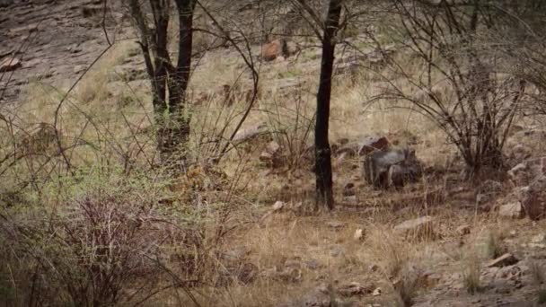 Langzame Beweging Van Gecamoufleerde Bengaalse Tijger Close Het Bos Van — Stockvideo