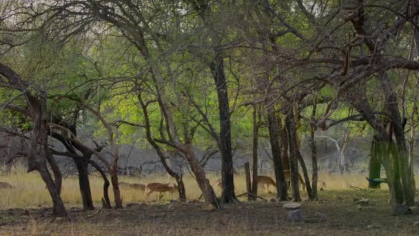 インド中央部の森で 天然の緑の背景に鹿やチタン鹿の放牧を発見 — ストック動画