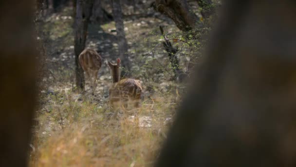 Spotted Deer Chital Deer Grazing Natural Green Background Forest Central — Stock Video