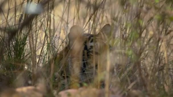Närbild Kunglig Bengalisk Tiger Sin Naturliga Miljö Skogen Centrala Indien — Stockvideo