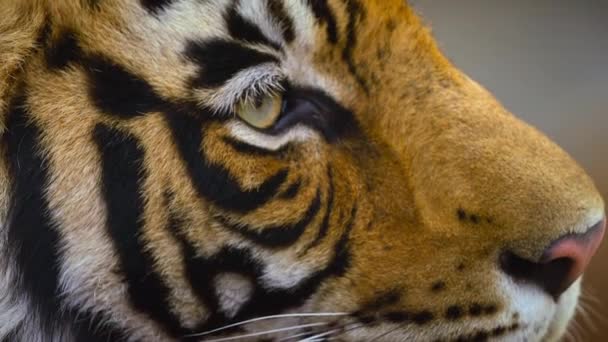 Close Tigre Real Bengala Seu Habitat Natural Floresta Índia Central — Vídeo de Stock