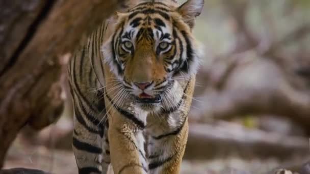 Gros Plan Tigre Royal Bengale Dans Son Habitat Naturel Dans — Video