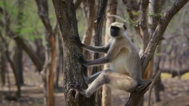 Close Gray Langur Znany Również Jako Hanuman Langur Lesie Środkowych — Wideo stockowe