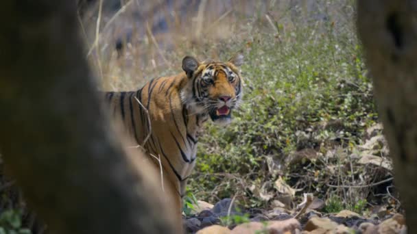 Közelkép Egy Bengáli Királyi Tigris Természetes Élőhelyéről Közép India Erdejében — Stock videók