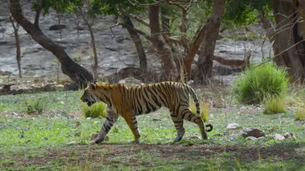 Primer Plano Tigre Real Bengala Hábitat Natural Bosque India Central — Vídeos de Stock