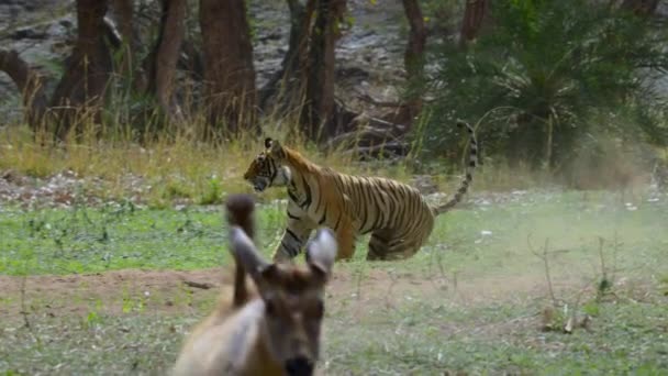 Movimiento Lento Del Tigre Bengala Persiguiendo Ciervos Sambar Bosque India — Vídeos de Stock