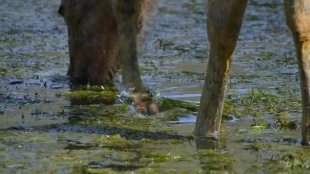Sambar Ciervos Pastoreo Agua Potable Hábitat Natural Bosque India Central — Vídeo de stock