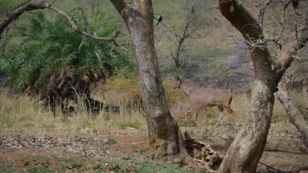 Sambar Rådjur Bete Och Dricksvatten Sin Naturliga Miljö Skogen Centrala — Stockvideo