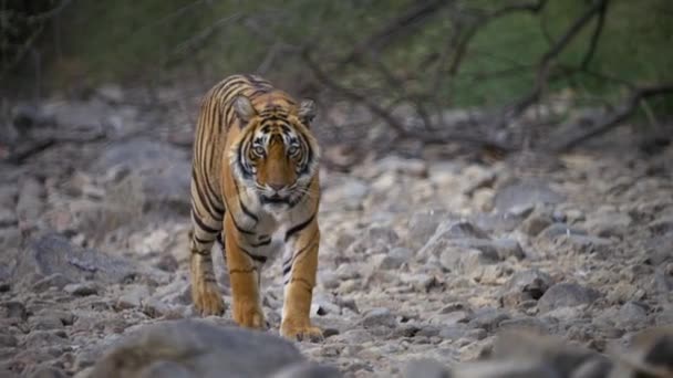 Primer Plano Tigre Real Bengala Hábitat Natural Bosque India Central — Vídeos de Stock