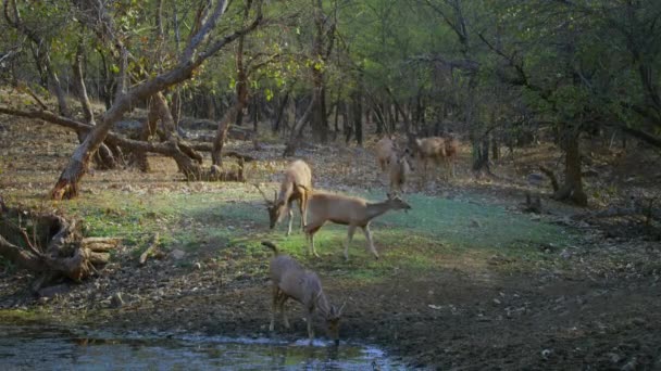 Sambar Cervo Pascolo Acqua Potabile Nel Suo Habitat Naturale Nella — Video Stock