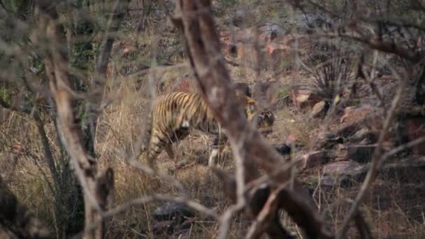 Тигр Королівської Бенгалії Його Природному Габітаті Лісі Центральної Індії — стокове відео
