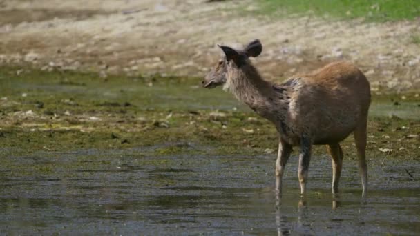 Sambar Hirsche Weiden Und Trinken Wasser Seinem Natürlichen Lebensraum Wald — Stockvideo