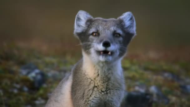 Arctic Fox Vulpes Lagopus Close Its Fur Changes Color Seasons — Stock Video