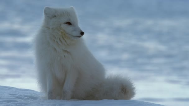 Közelkép Sarkvidéki Róka Vulpes Lagopus Természetes Élőhely Téli Szezonban Cairngorm — Stock videók