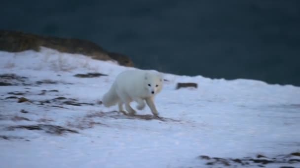 Κοντινό Πλάνο Της Αρκτικής Αλεπούς Vulpes Lagopus Κατά Χειμερινή Περίοδο — Αρχείο Βίντεο