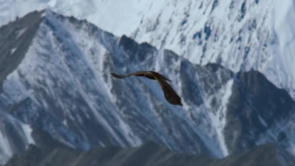 Aquila Osprey Pandion Haliaetus Che Vola Nel Parco Nazionale Cairngorms — Video Stock