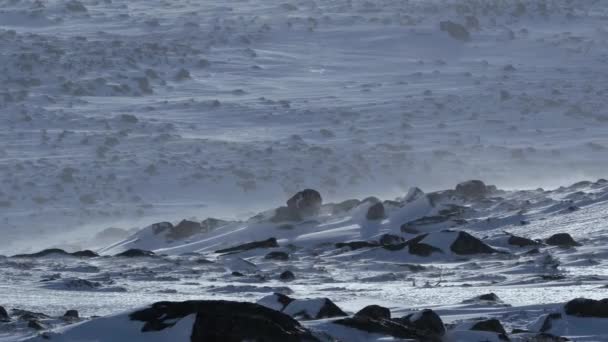 얼음으로 뒤덮인 겨울등 반조건에서 햇빛을 받으며 오르는 스코틀랜드의 — 비디오