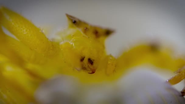 Close Uma Aranha Caranguejo Misumena Vatia Uma Flor Seu Habitat — Vídeo de Stock