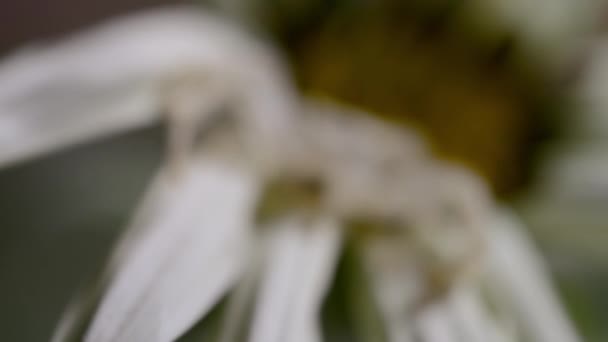 花の上のカニのクモ Misumena Vatia のクローズアップ その自然の生息地 — ストック動画